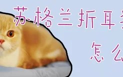 苏格兰折耳猫怎么养