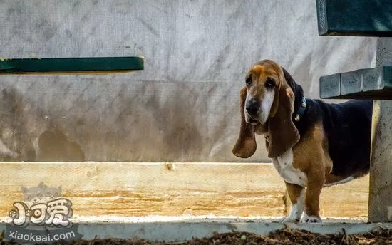 巴吉度幼犬窒息怎么办 刚出生的巴吉度犬窒息抢救方法1