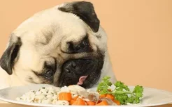 狗一天要吃几顿饭 别以为越饱越好！