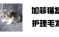 加菲猫怎么护理毛发