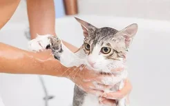 怎么让猫不抗拒洗澡 你不相信有乖乖洗澡的猫？