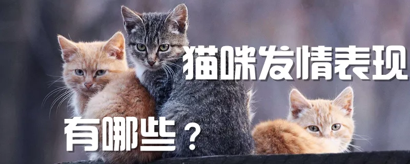 猫咪发情表现有哪些