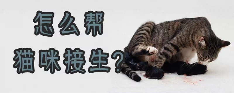 怎么帮猫咪接生