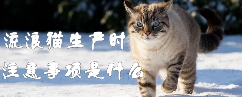 流浪猫生产时注意事项是什么