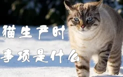 流浪猫生产时注意事项是什么