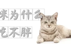 猫咪为什么吃不胖