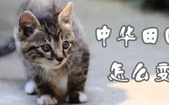 中华田园猫怎么变胖