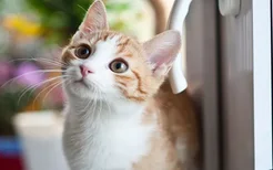猫为什么会尿路阻塞 阻塞超过42小时会死的！