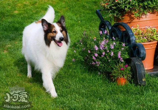 苏格兰牧羊犬怎么训练注意力 苏格兰牧羊犬提高注意力方法1