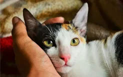 猫喜欢抓咬人怎么办 最好不要用手去逗猫