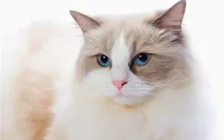 蓝眼睛的猫有哪些 这三种猫咪的眼睛非常漂亮