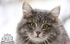 猫感冒发烧什么症状 猫感冒发烧解决办法