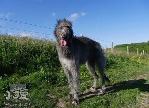 苏格兰猎鹿犬驱虫药吃多少 苏格兰猎鹿犬驱虫方法