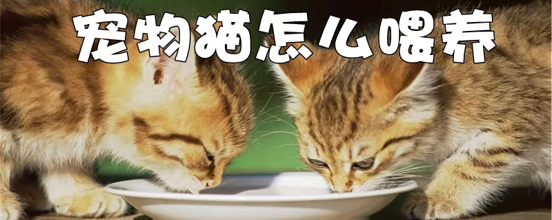 宠物猫怎么喂养