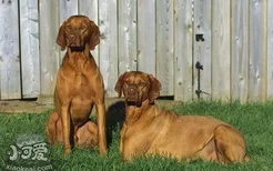 维希拉猎犬鼻子干是怎么回事 维希拉猎犬鼻子干处理方法