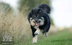 芬兰拉普猎犬好养吗 芬兰拉普猎犬饲养经验分享