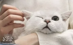 猫咪耳垢如何清除 猫咪耳垢清除方法