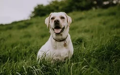 导盲犬一般要训练几年 训练这么久都是为了更好地服务人类