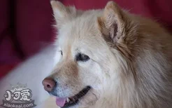 芬兰拉普猎犬怎么剪指甲 芬兰拉普猎犬剪指甲步骤