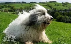 波兰低地牧羊犬有体臭怎么治疗 体臭治疗方法