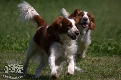 威尔士跳猎犬每天喂几次 威尔士跳猎犬喂食次数