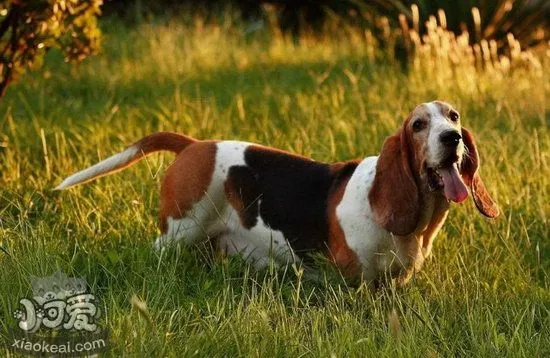 巴吉度犬耳朵怎么护理 巴吉度犬耳朵护理方法1