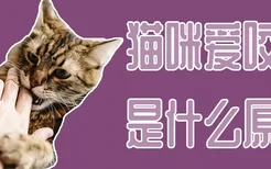 猫咪爱咬人是什么原因