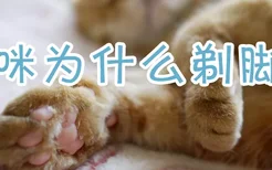 猫咪为什么剃脚毛