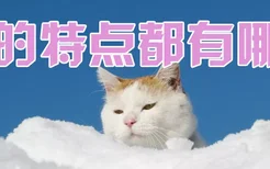 猫的特点都有哪些