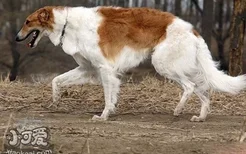 苏俄猎狼犬不能吃什么 苏俄猎狼犬禁忌食物介绍