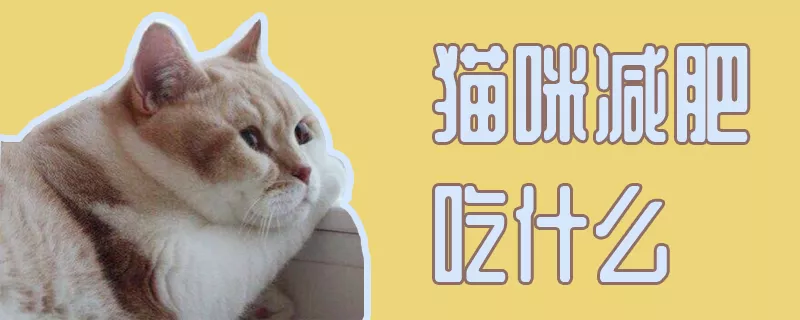 猫咪减肥吃什么