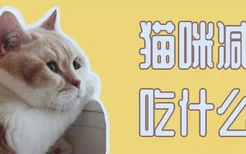 猫咪减肥吃什么