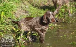 史毕诺犬有跳蚤怎么办 史毕诺犬去跳蚤方法