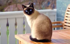 暹罗猫优点和缺点 据说极其依赖主人不像猫