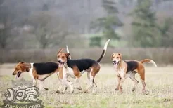 英国猎狐犬怎么习惯笼子 英国猎狐犬训练注意事项