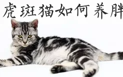 虎斑猫如何养胖