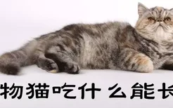 宠物猫吃什么能长胖