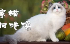 家猫如何洗澡