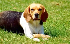 狗狗吃阿莫西林胶囊可以不 消炎药对狗狗是有毒的