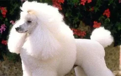 卷毛狗是什么品种 卷毛狗其实是贵宾犬