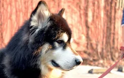 阿拉斯加雪橇犬怎么美容 阿拉斯加美容注意事项