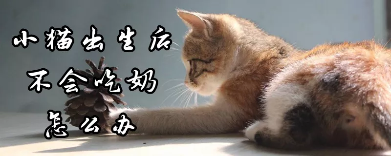 小猫出生后不会吃奶怎么办