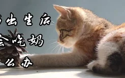 小猫出生后不会吃奶怎么办