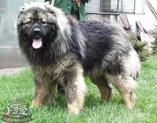 高加索犬吃什么狗粮好 高加索犬狗粮选择推荐1