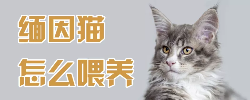 缅因猫怎么喂养