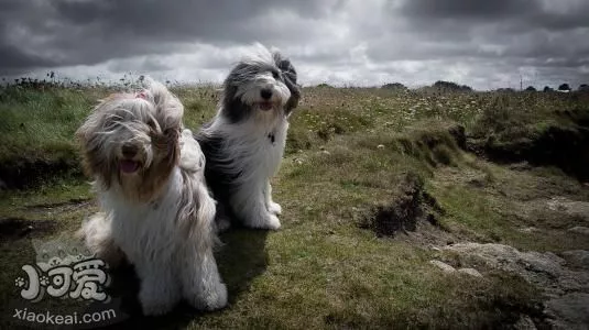 波兰低地牧羊犬怎么训练 波兰低地牧羊犬训练技巧