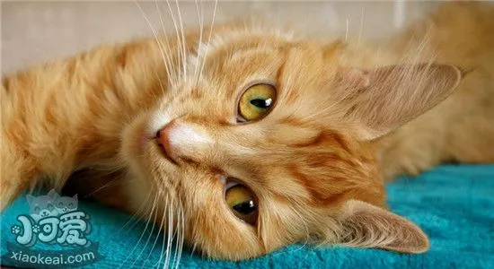 猫为什么会在床上拉屎 猫咪不是很爱干净的吗