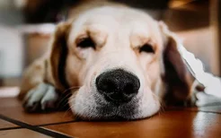 秋季狗狗喜欢睡觉 是不是季节性感冒？