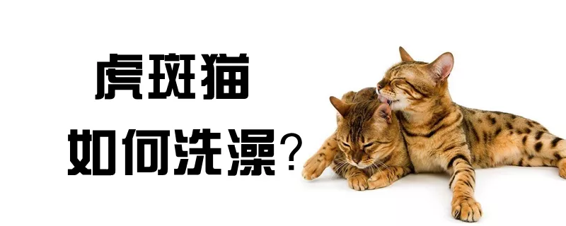 虎斑猫如何洗澡