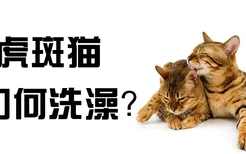 虎斑猫如何洗澡